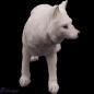 Preview: Junger stehender Polarwolf Preview: Junger stehender Polarwolf